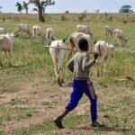 FEC Halts Creation of New Federal Universities for Seven Years